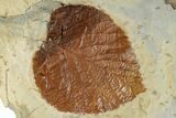 Plate with Two Fossil Leaves (Davidia) - Montana #268309-2